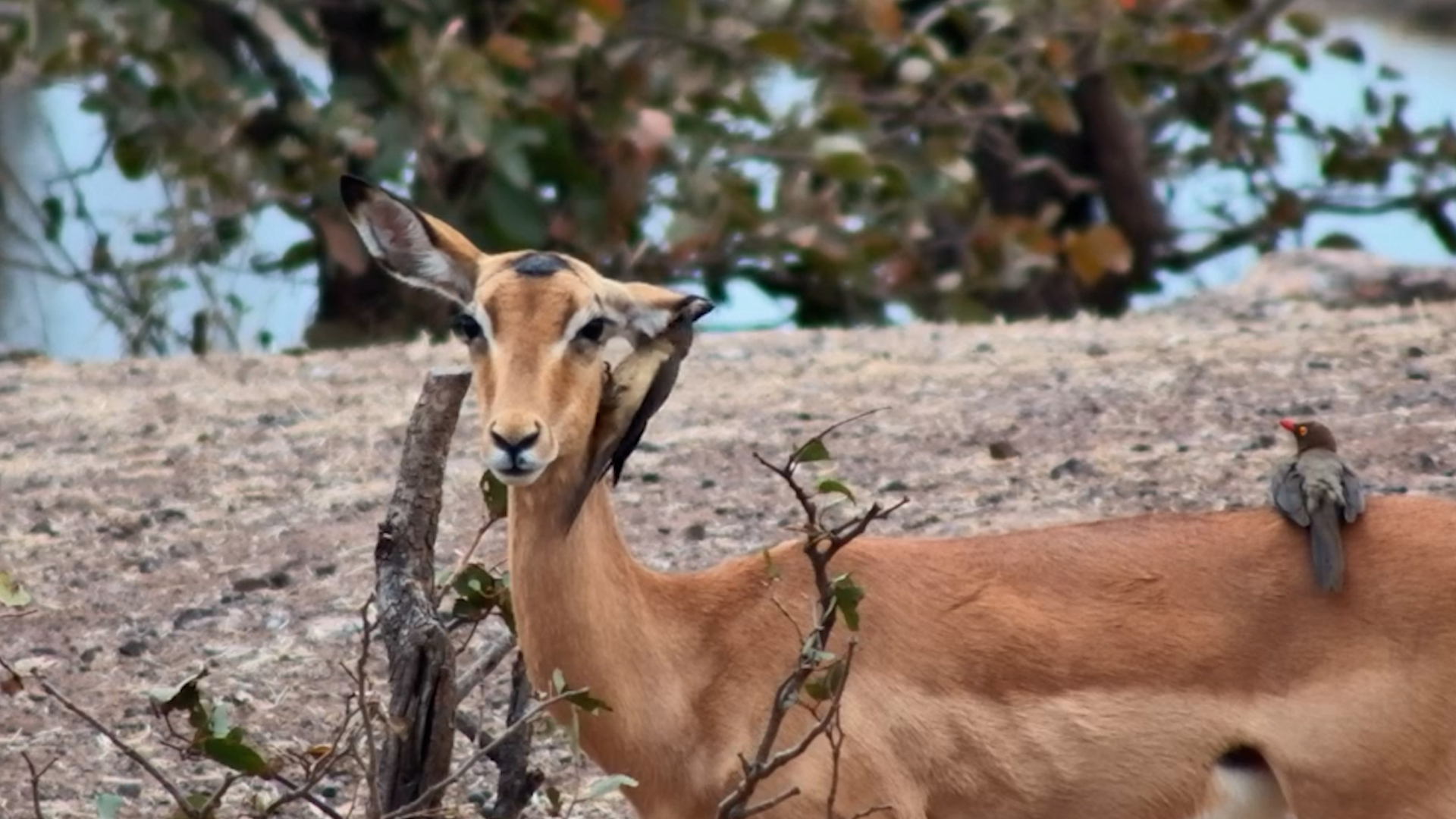Oxpeckers Take the Ear Cleaning Way Too Seriously