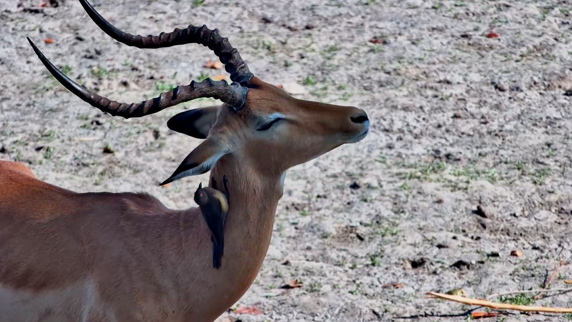 Oxpecker Took Its Job Seriously