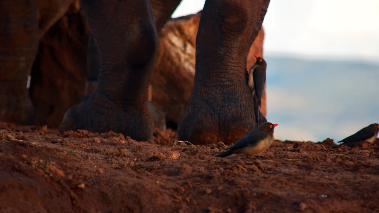 Red-Billed Oxpeckers Working Around a Rhino’s Feet