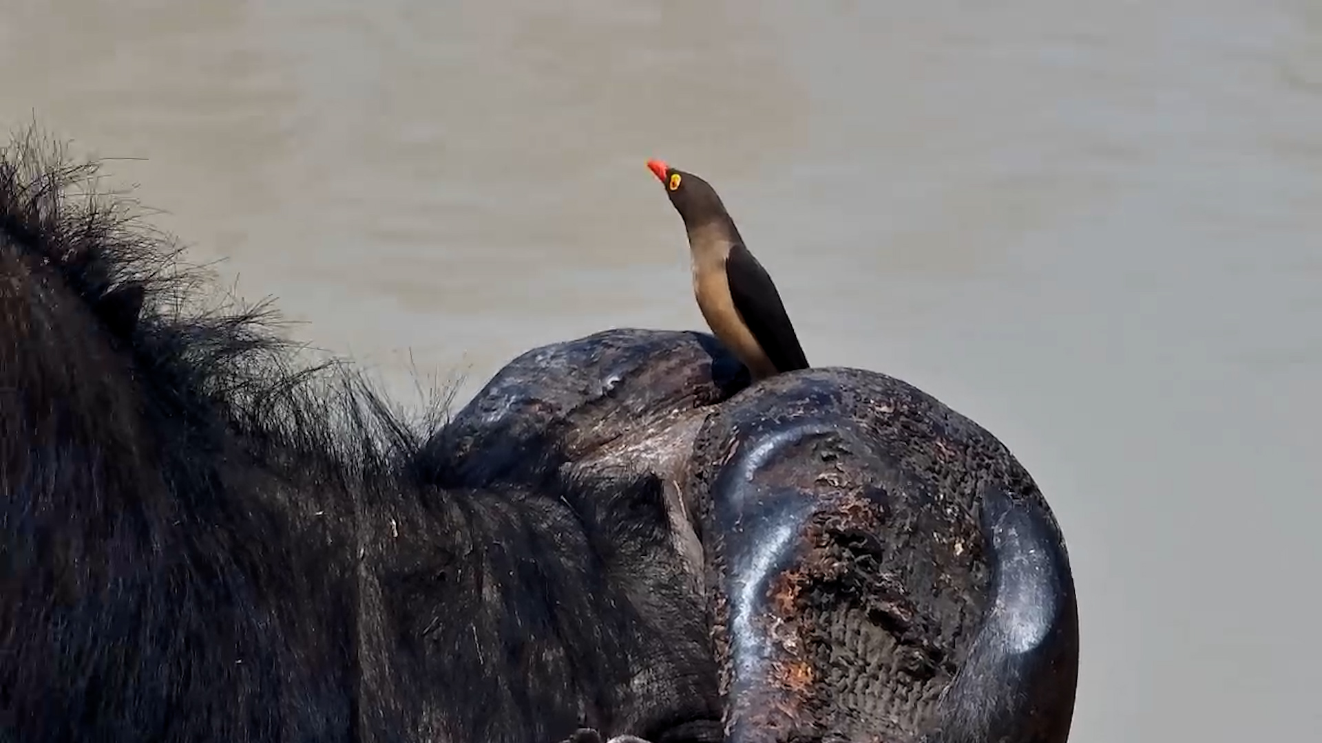 A Wild Ride for Red-billed Oxpeckers