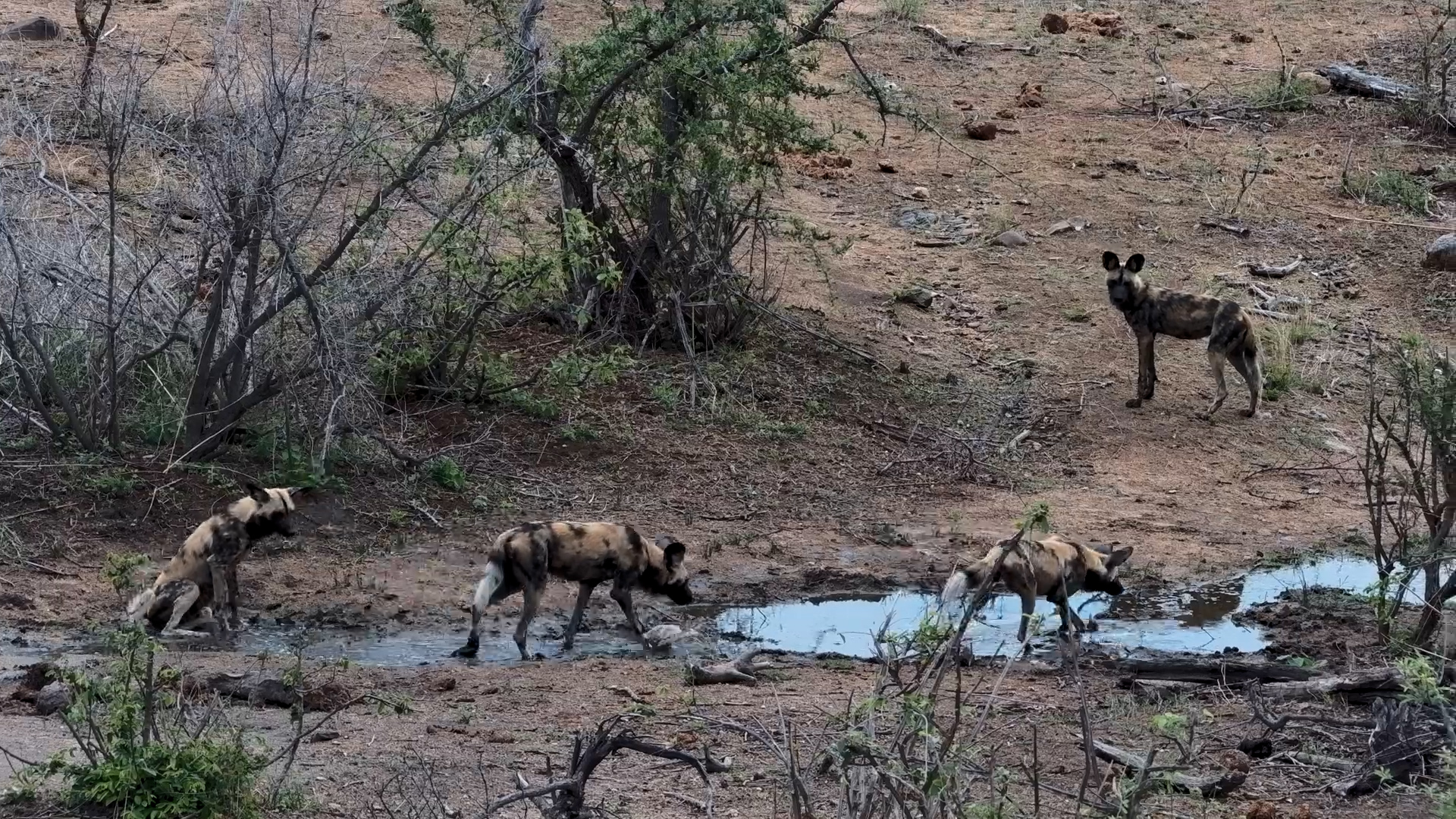 Painted Wolves’ Quick Puddle Party