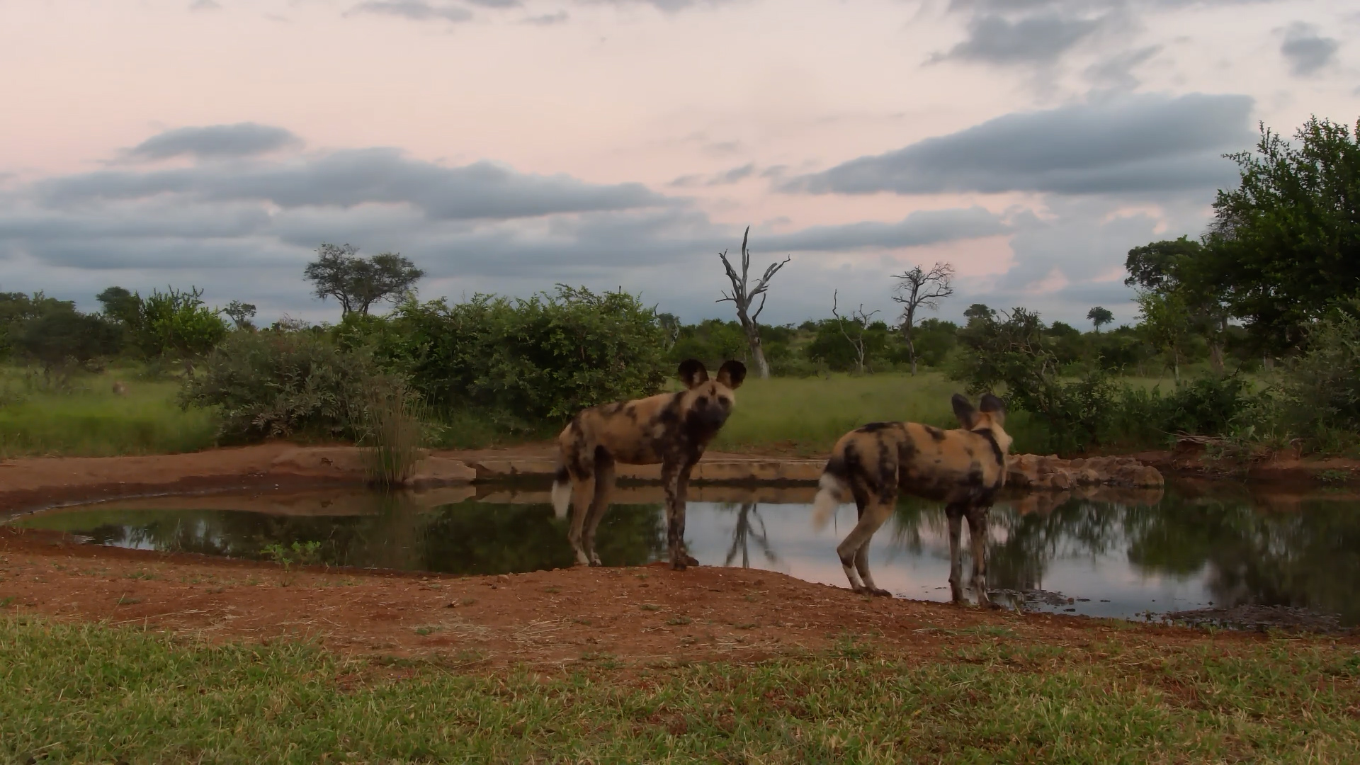 Dogs Dash, Hyenas Frolic