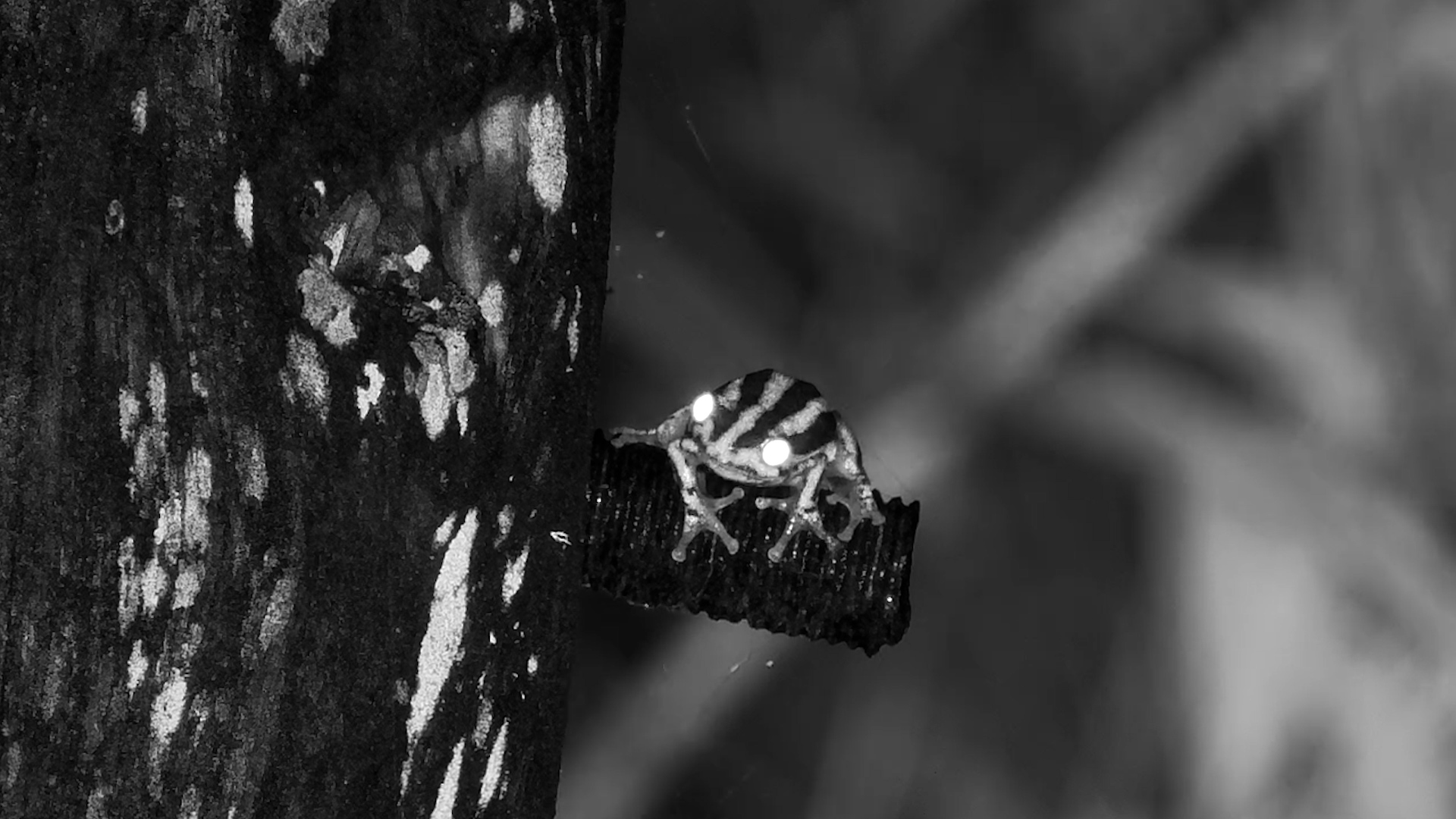 Meet the Painted Reed Frog