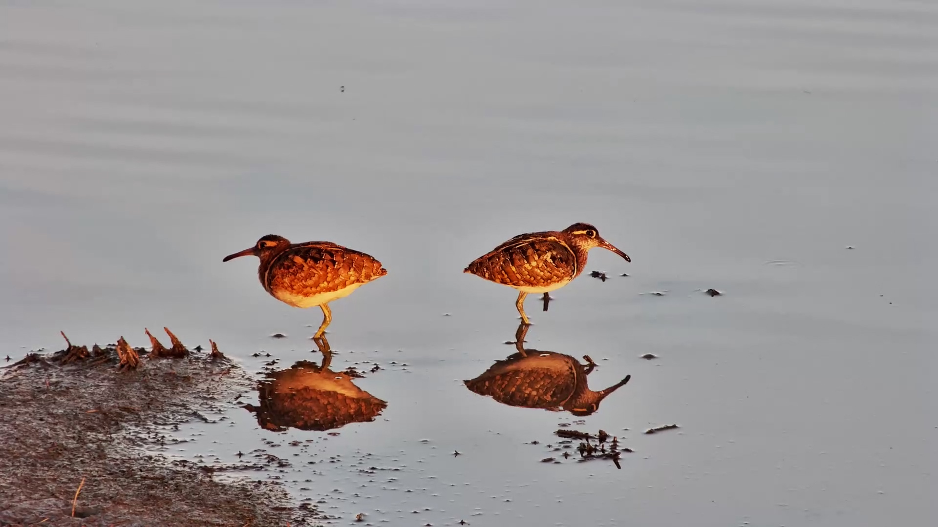 Painted Snipes Probe the Shallows for a Meal