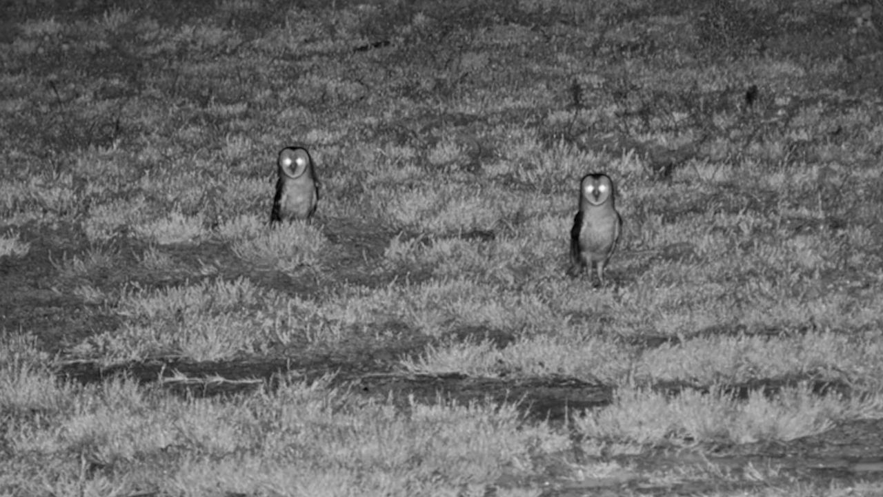 The Night Belonged to These Owls