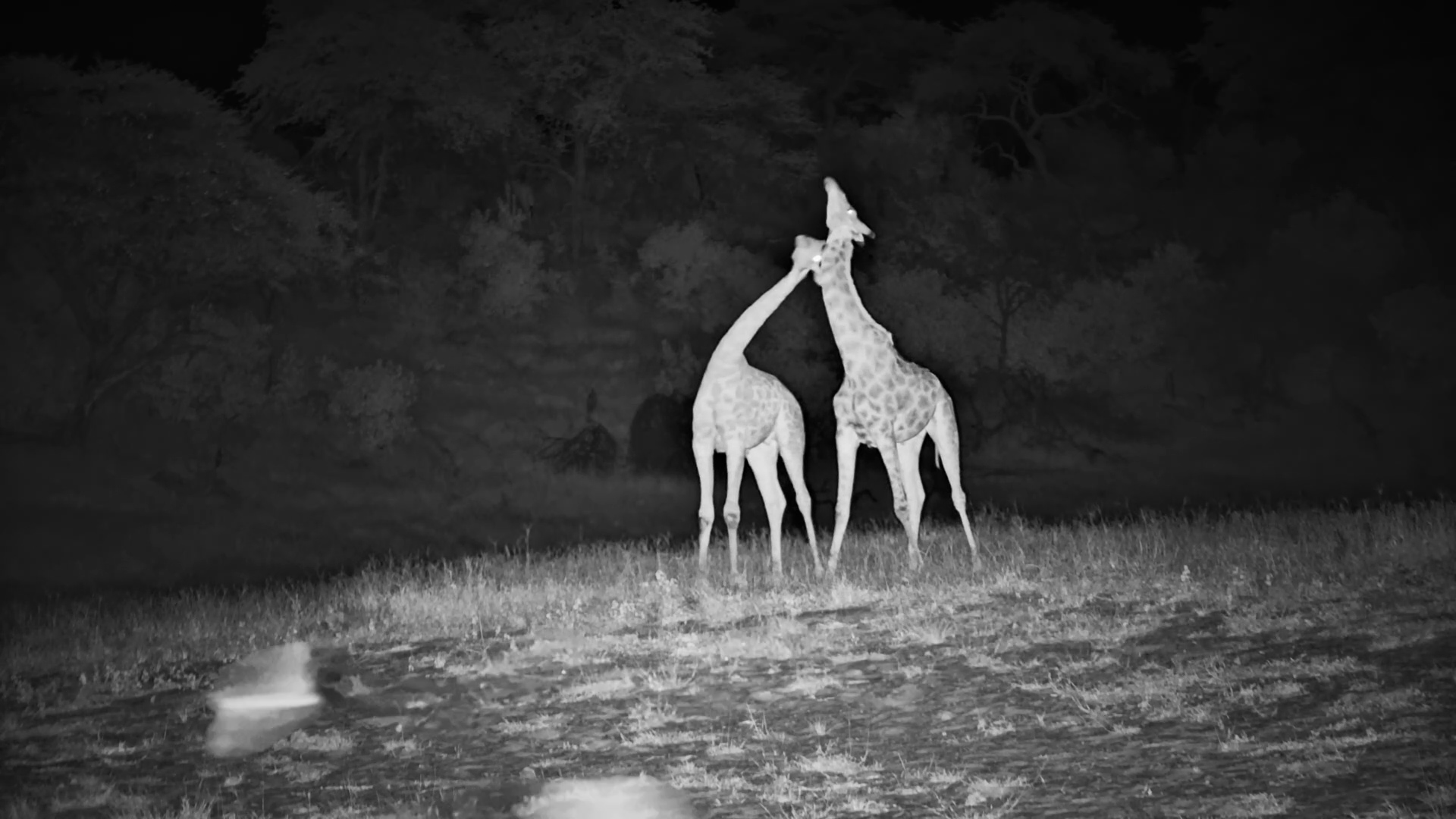 Giraffe Necking at Night at Meno a Kwena