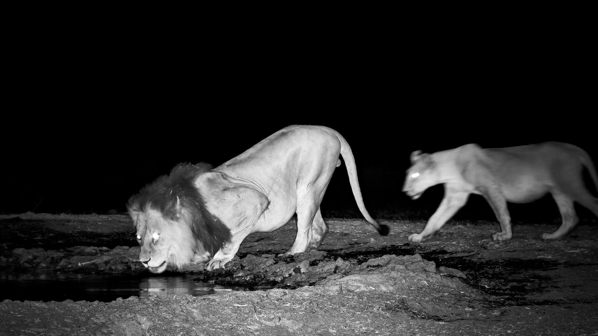 Father and Cub Moment: Lomanaa Drinks with His Cub at Ol Donyo