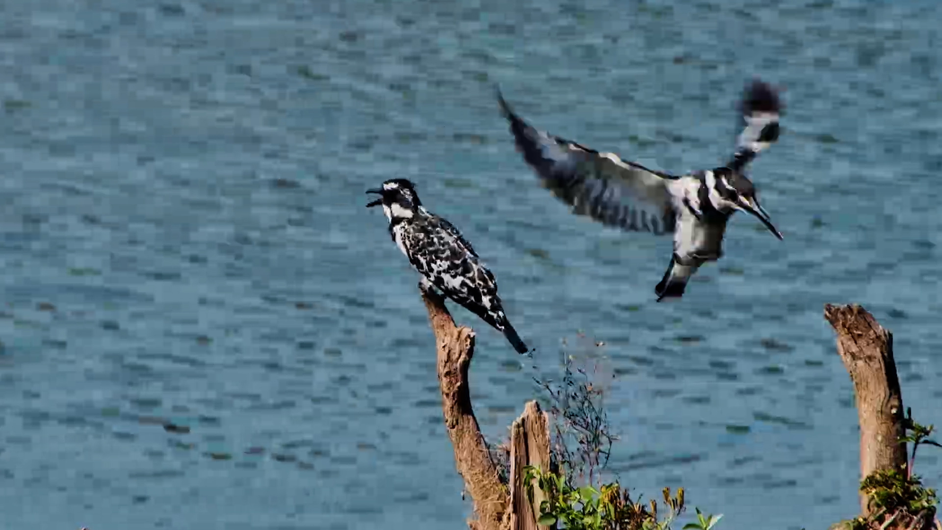 A Perfect Pair of Pied Kingfishers