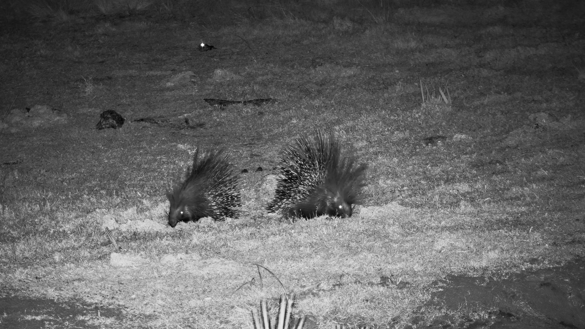 A Pair of Porcupines on the Night Shift