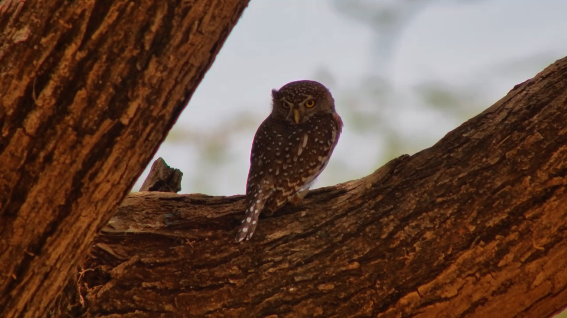 Pearl-Spotted Owlet Perched in the Daylight