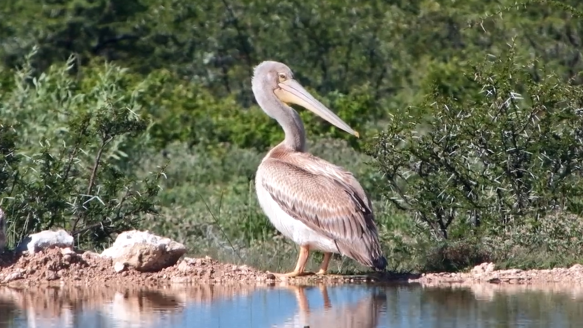 Unexpected Guest at the Waterhole!