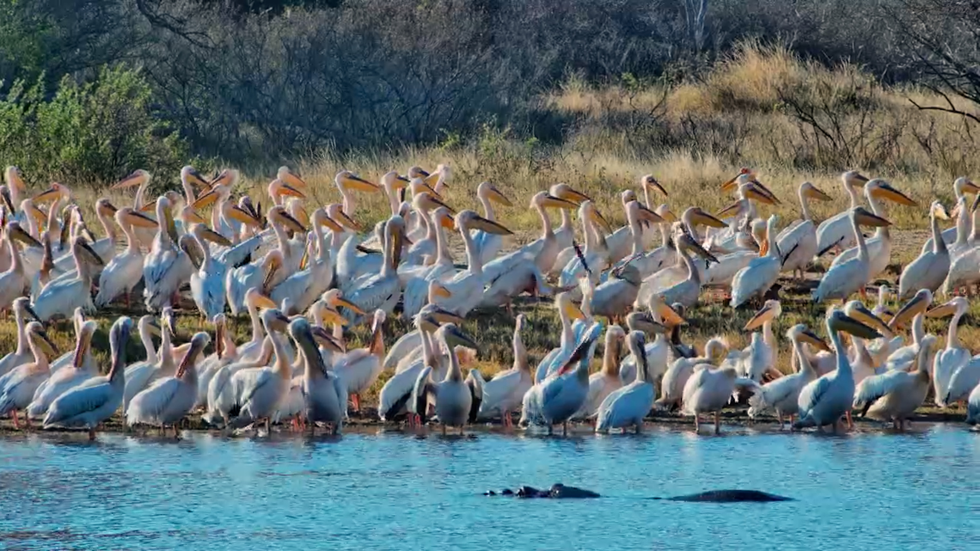 The Pelicans Took Over The Hide