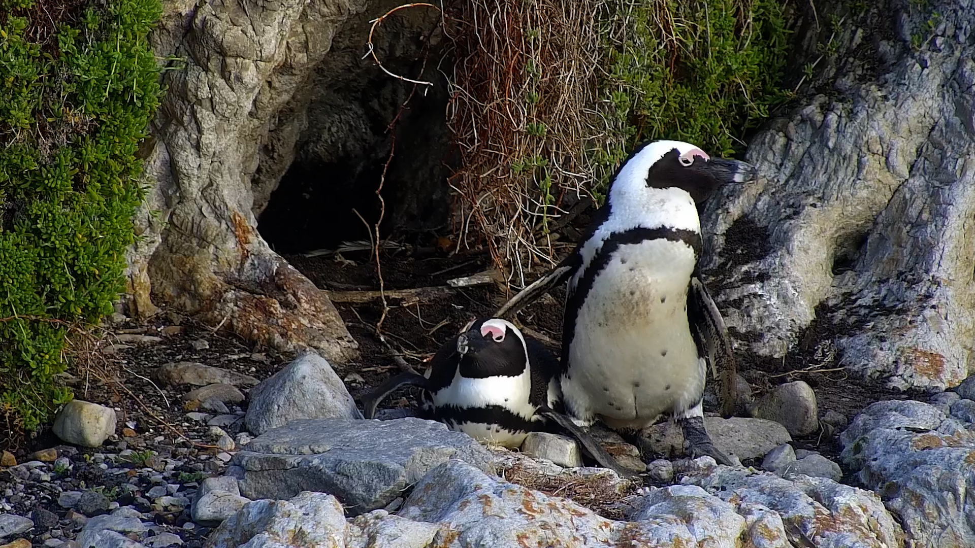 Penguin Couple Gets Ready for the Next Generation