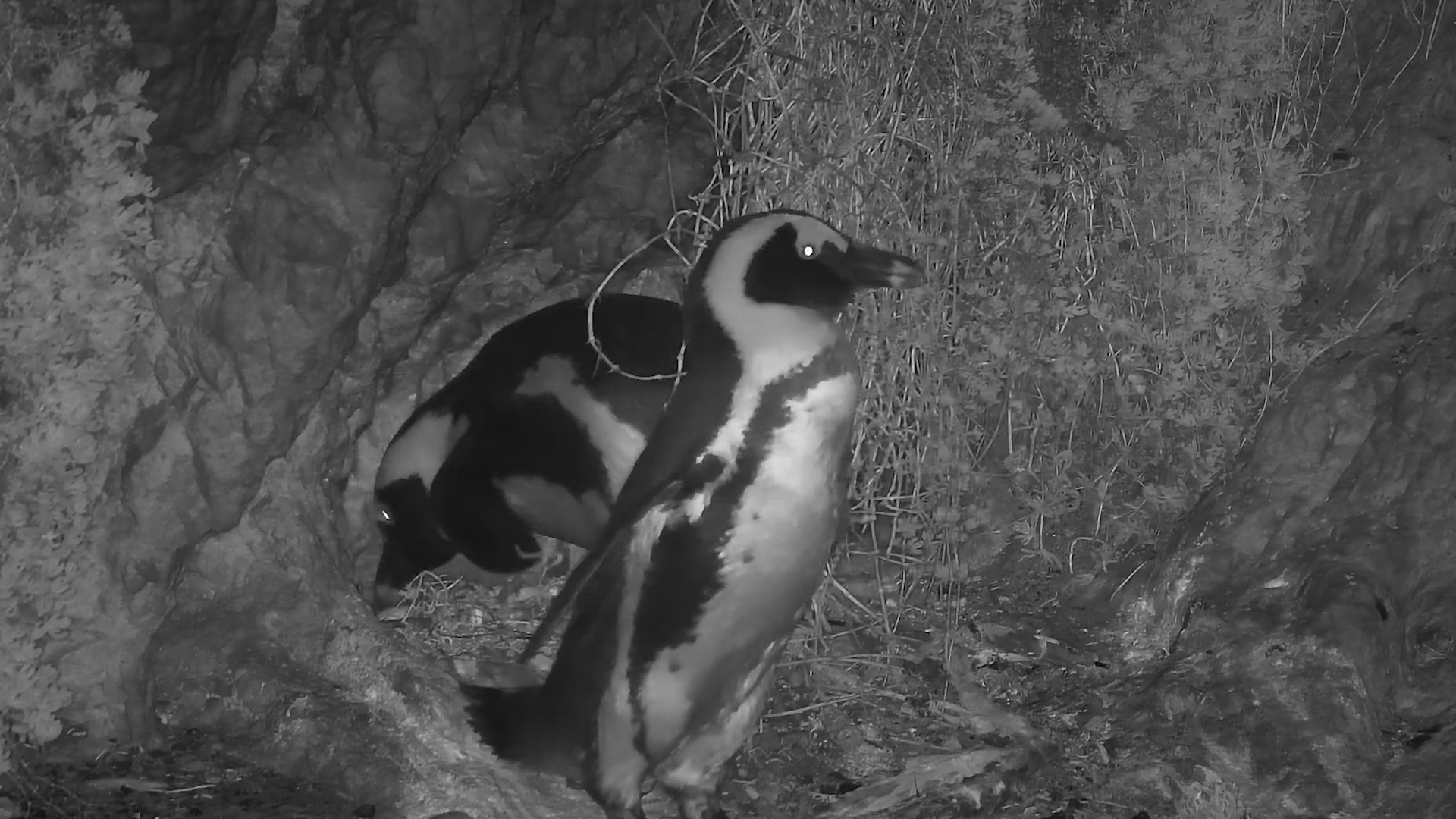 Night Shift Change | Can You Spot the Egg?