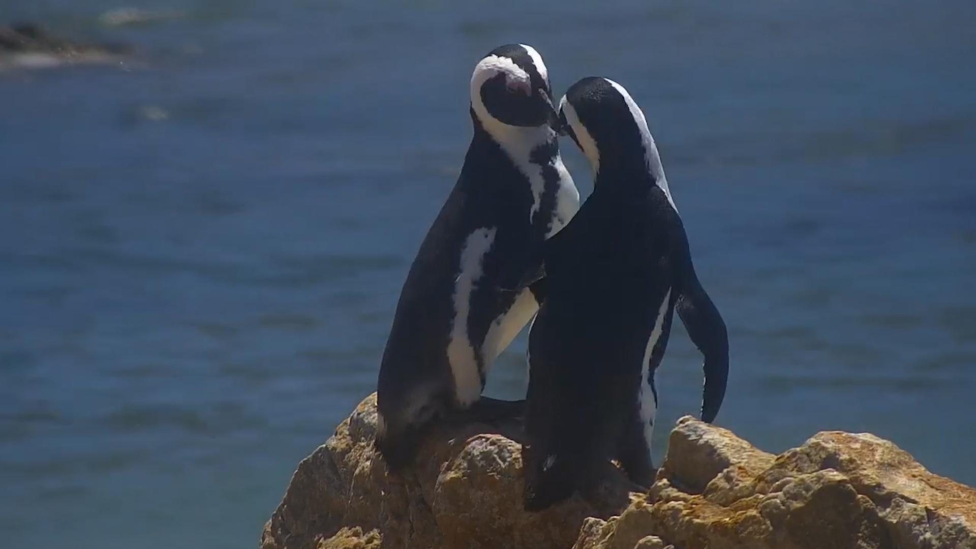 The Secret Language of Penguin Love