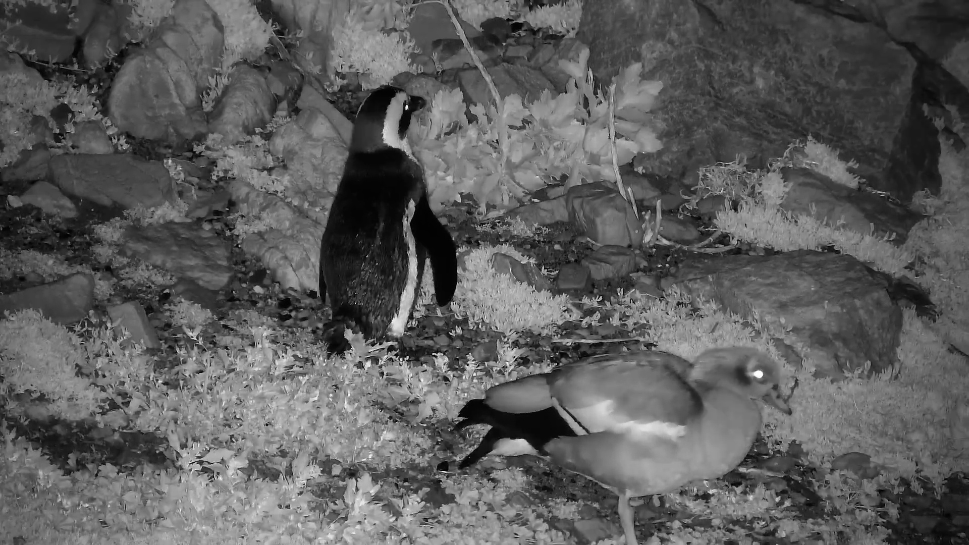 Penguin Preens Before Waddling Off