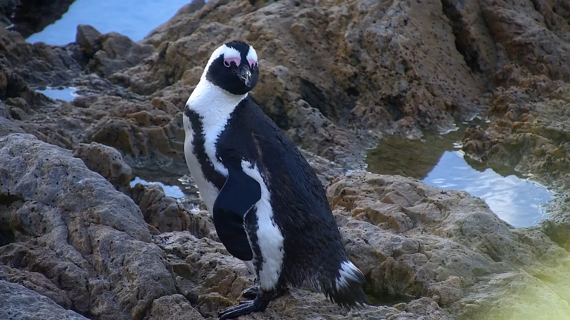 Looking Sharp on the Rocks