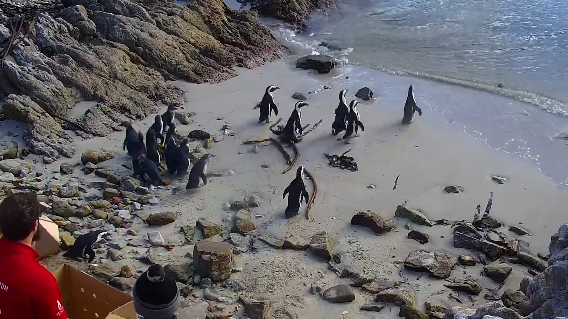 Watch These Penguins Return to the Wild