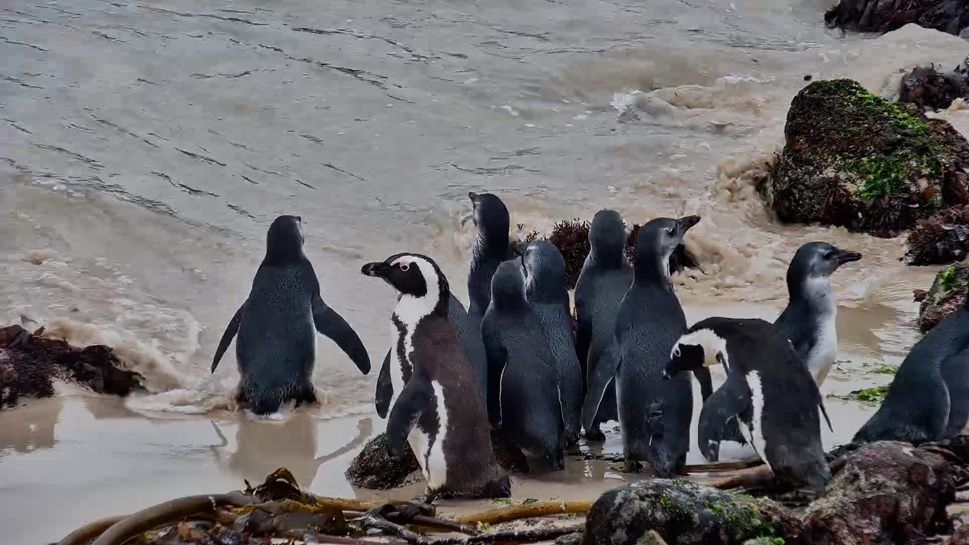 The Moment These Penguins Went Home