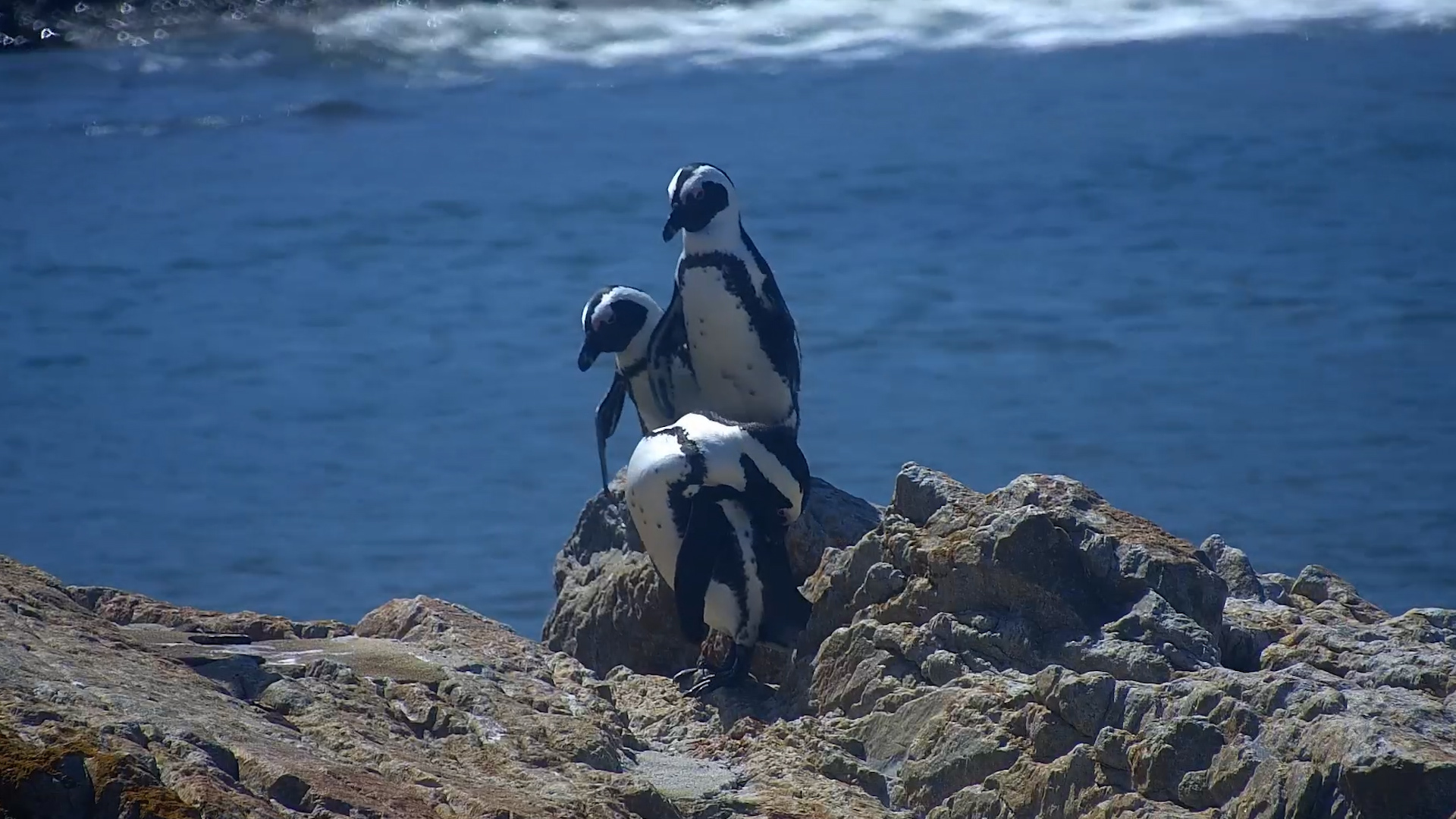 Trio of Penguins Preen Together