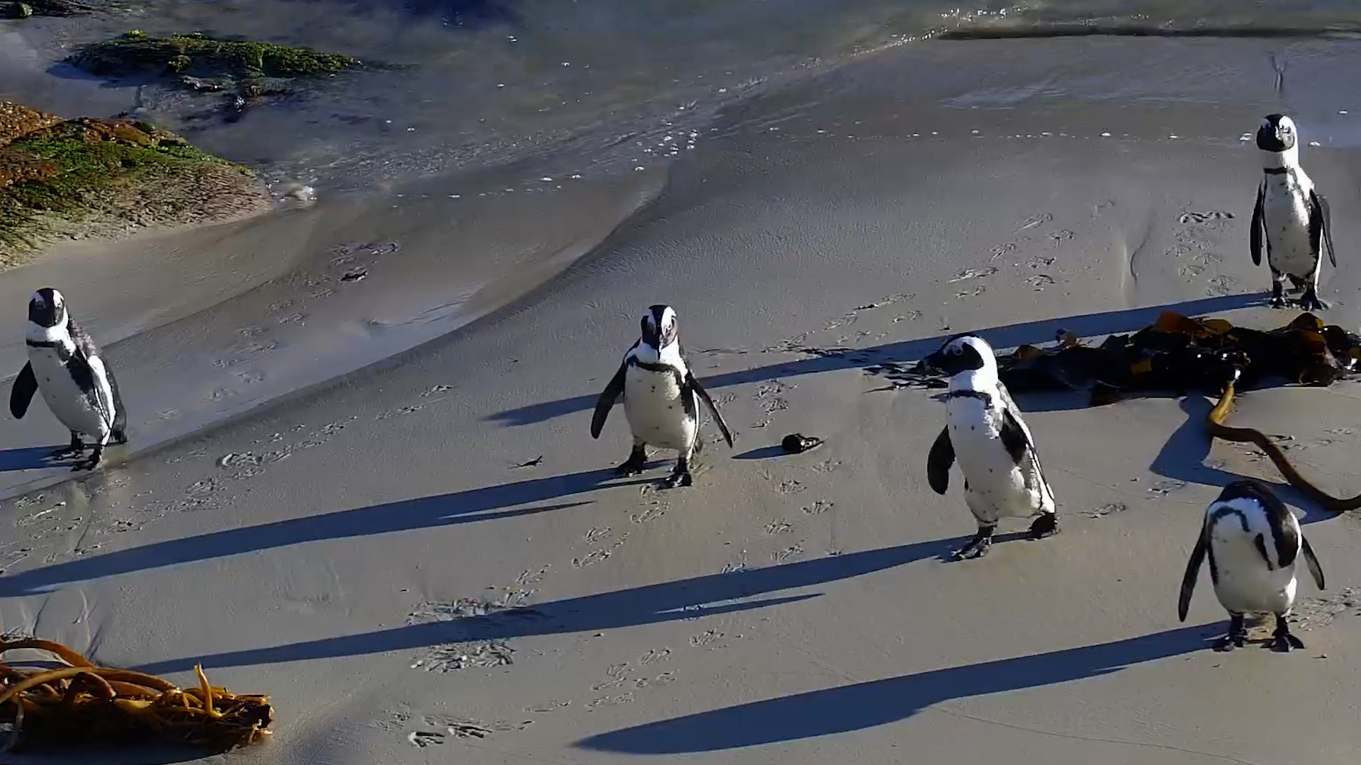 Penguins Living Their Best Beach Life