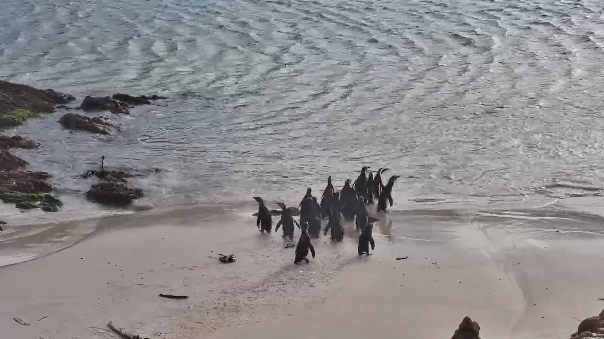 Released African Penguins Head Straight for the Ocean