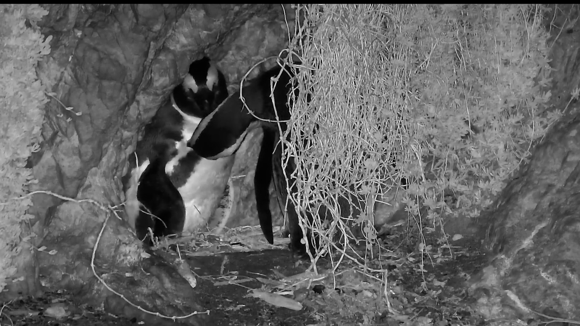 A Penguin Pair Prepares Their Nest Under the Cover of Night