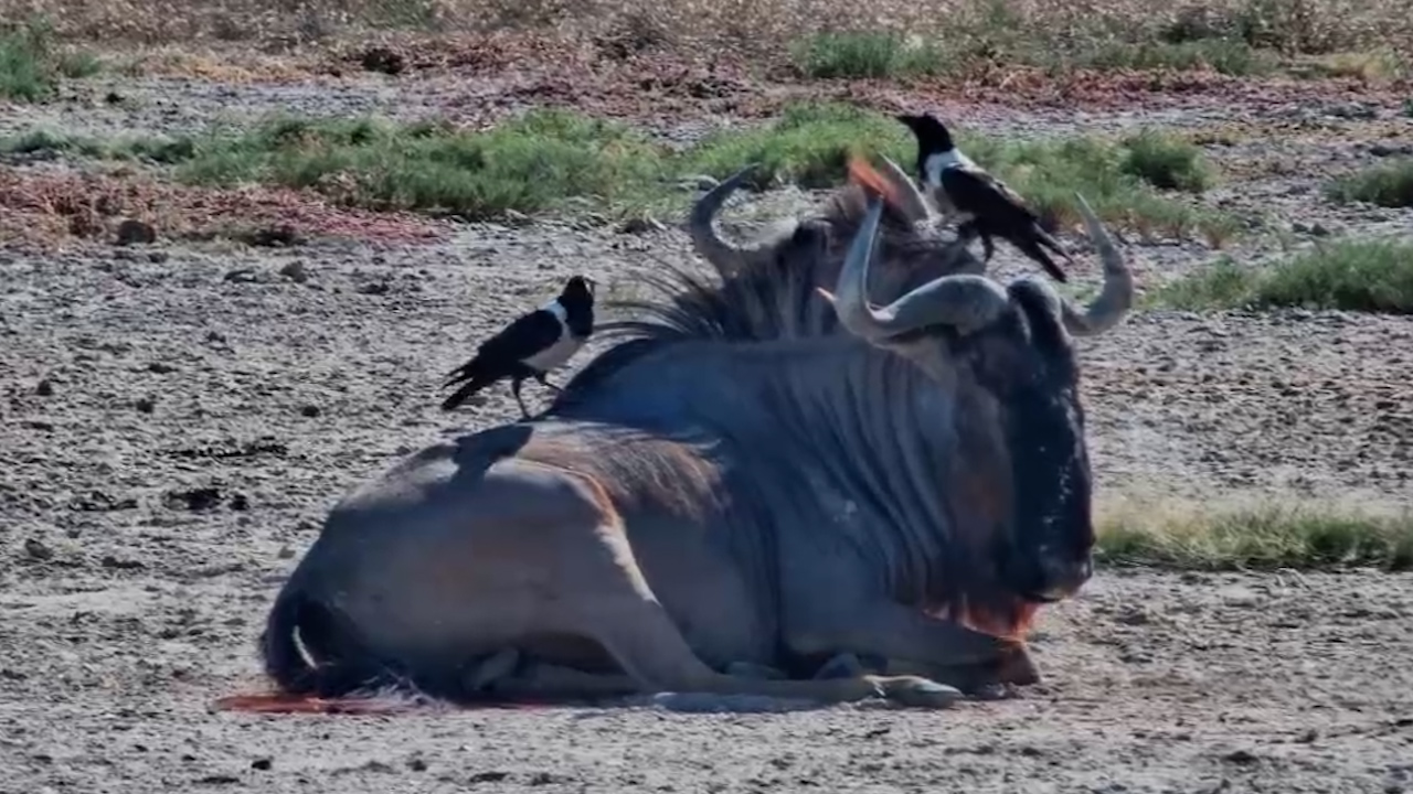 Wildebeest Became a Bird Perch