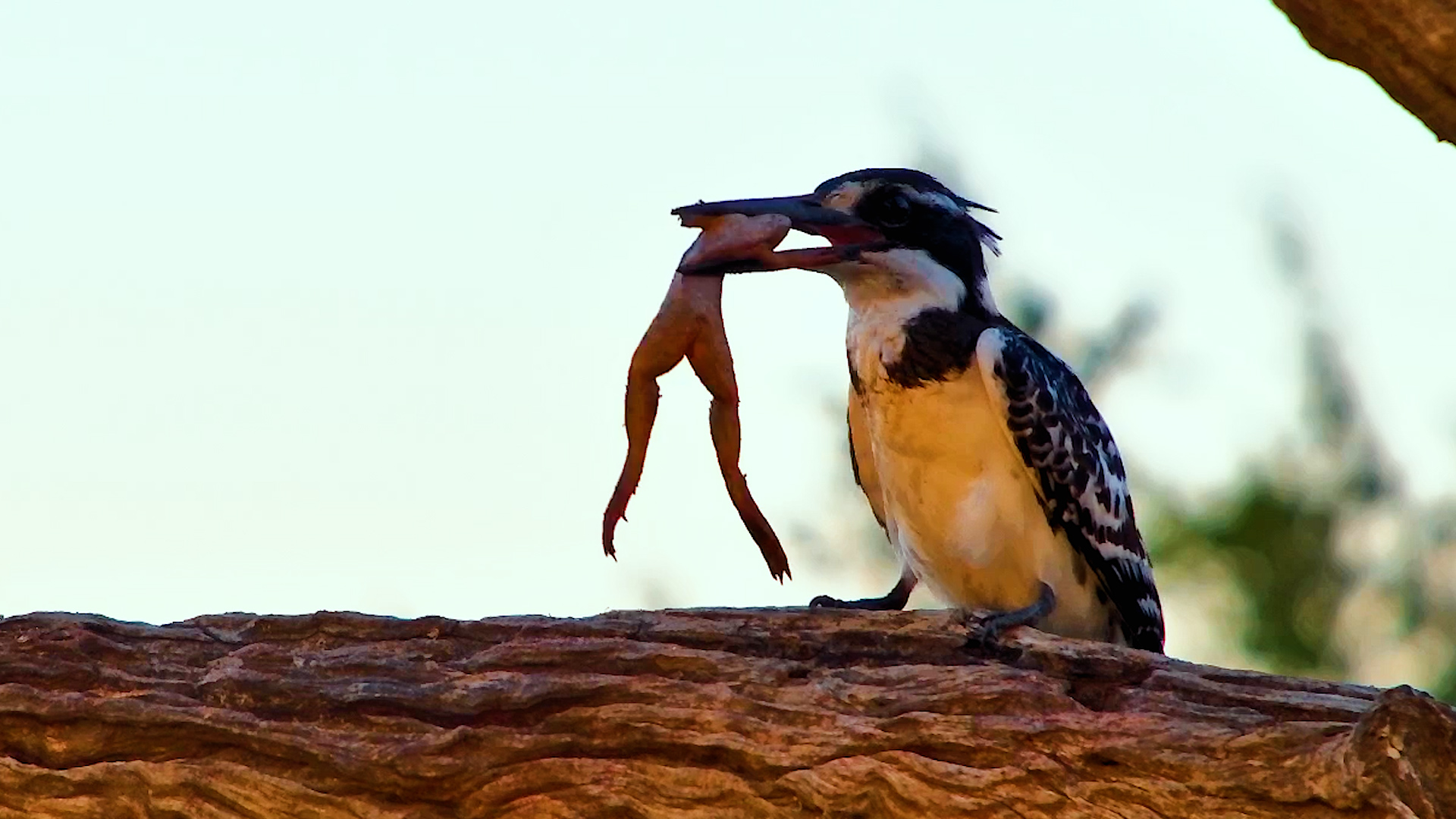 Why Is This Kingfisher Smashing a Frog?