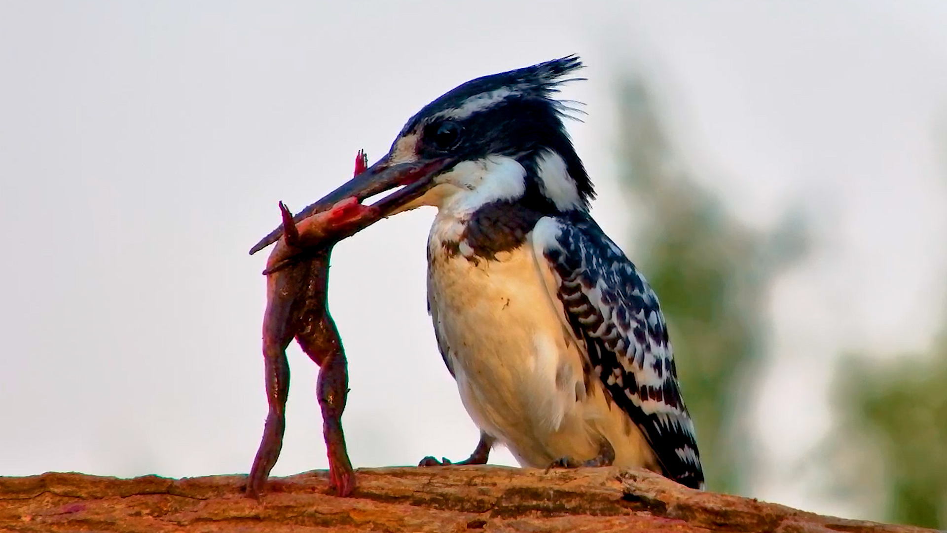 A Pied Kingfisher's Brutal Breakfast