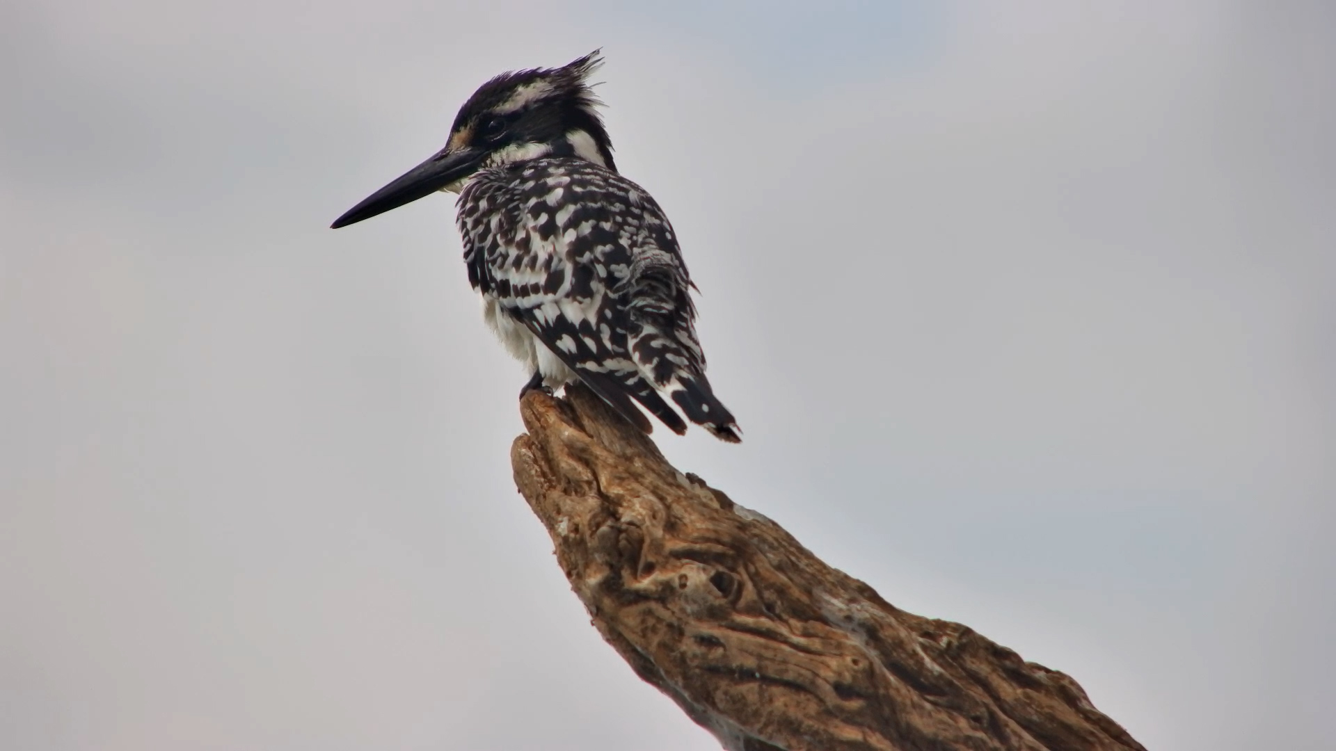 Getting Ready for the Next Hunthttps://africam-lodge-thumbnails.s3.eu-west-2.amazonaws.com/pied_kingfisher_preens_on_a_branch_kc_14_07_2026.jpg