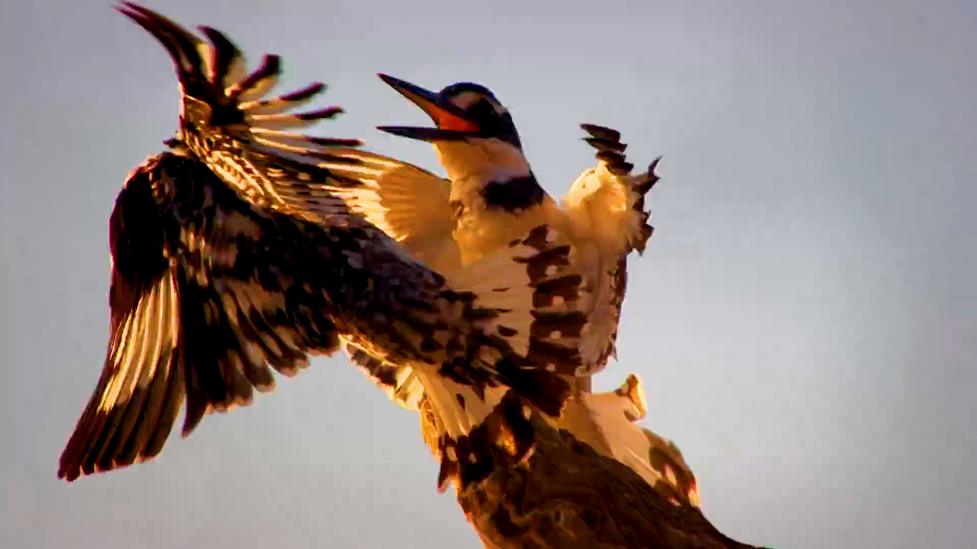 The Waterhole's Most Wanted Perch