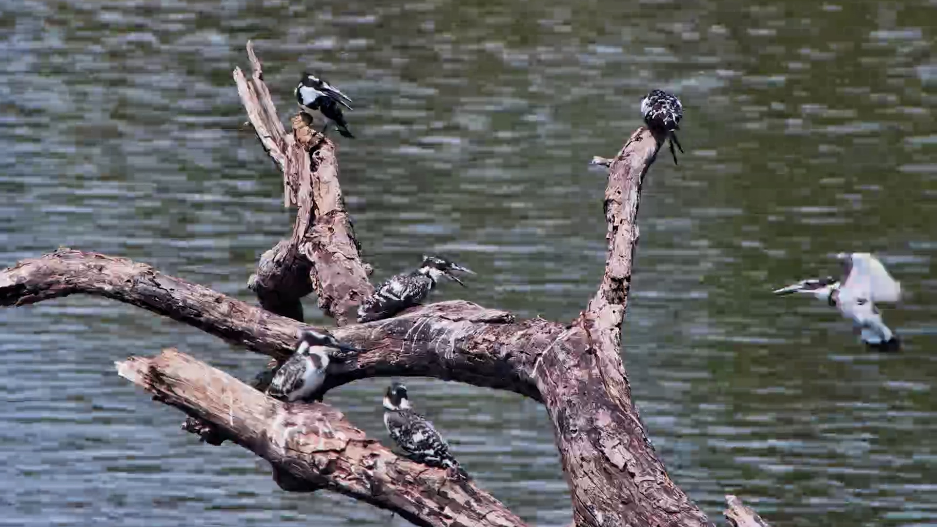 Pied Kingfishers in Conversation