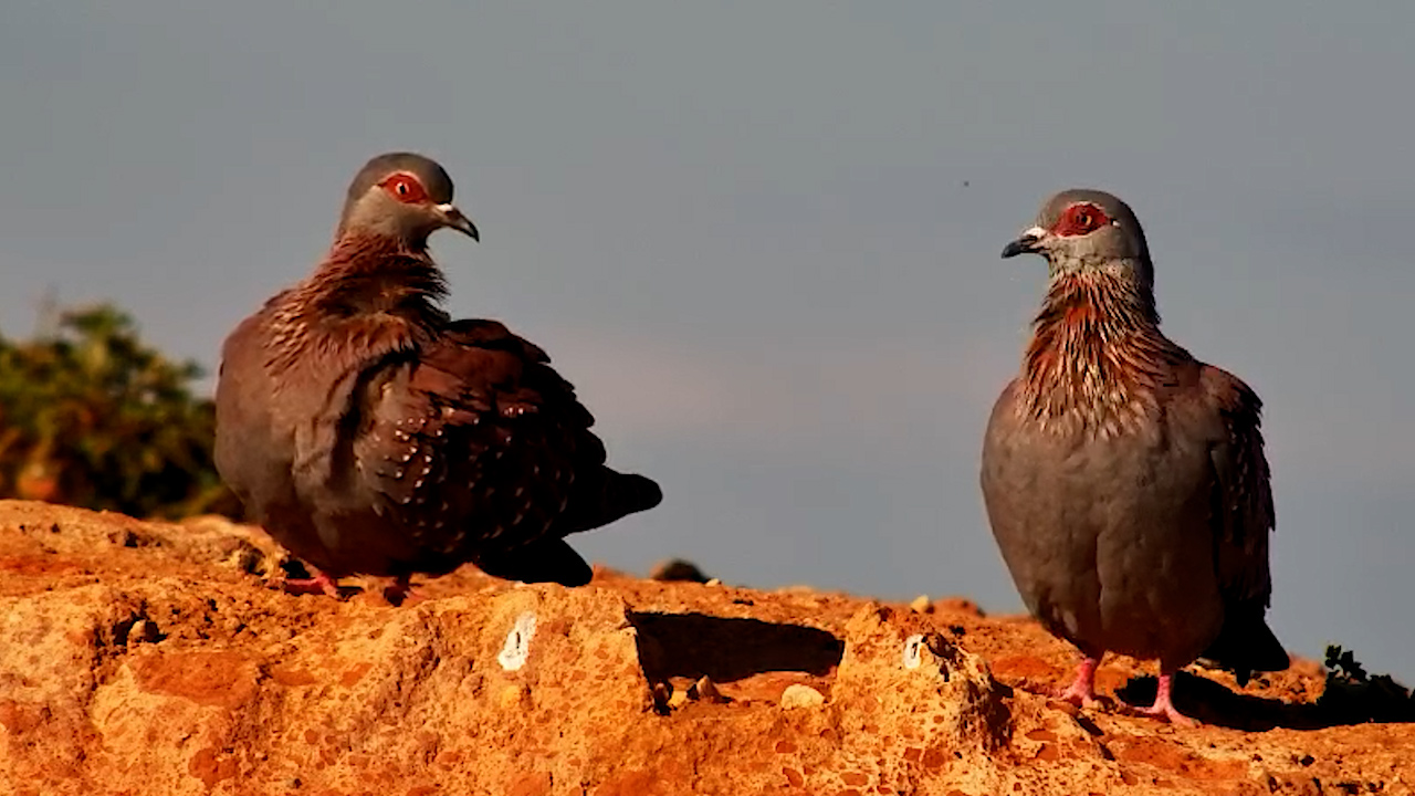 Relationship Goals, Pigeon Edition