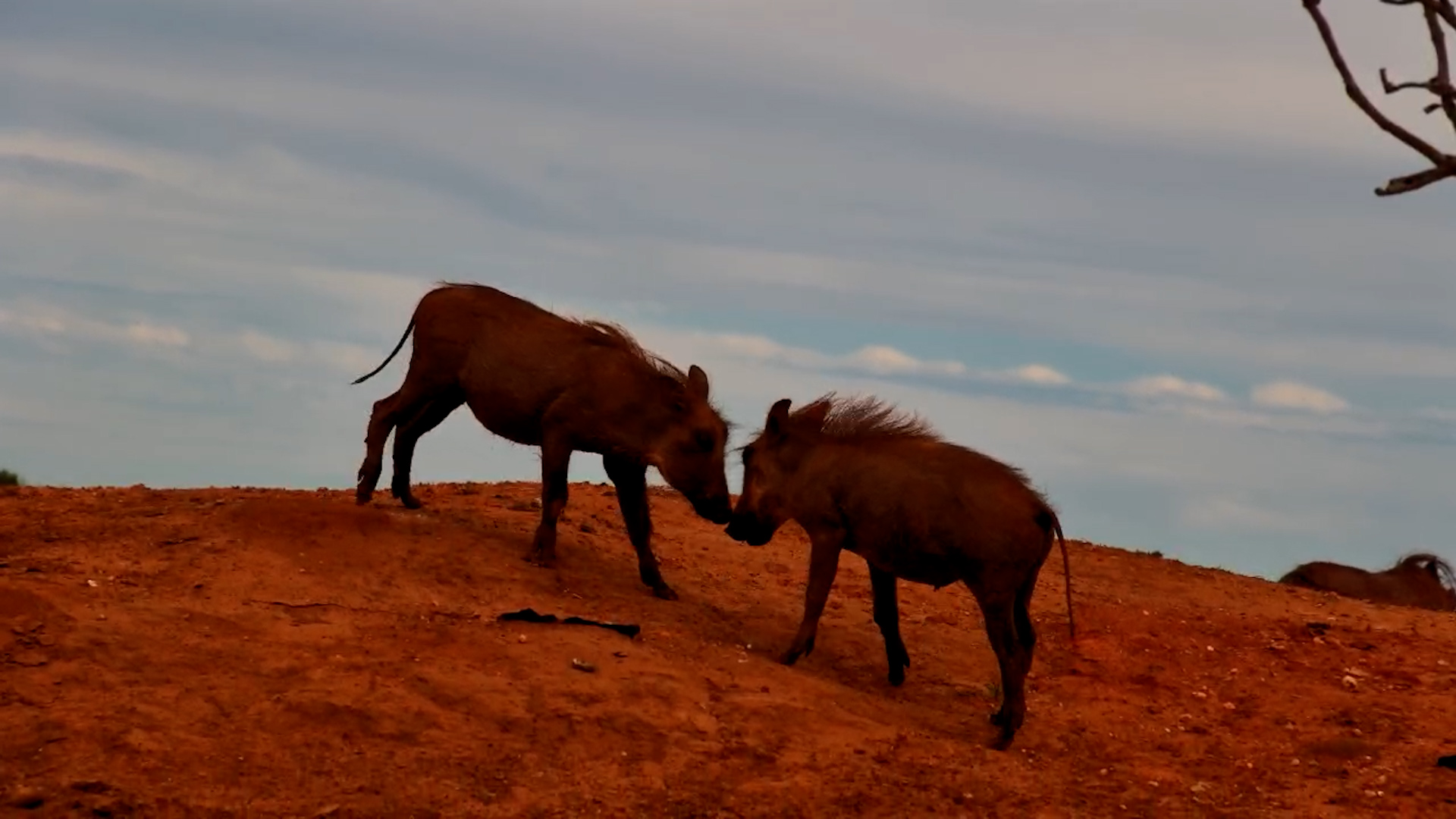 Warthog Family Life in Action