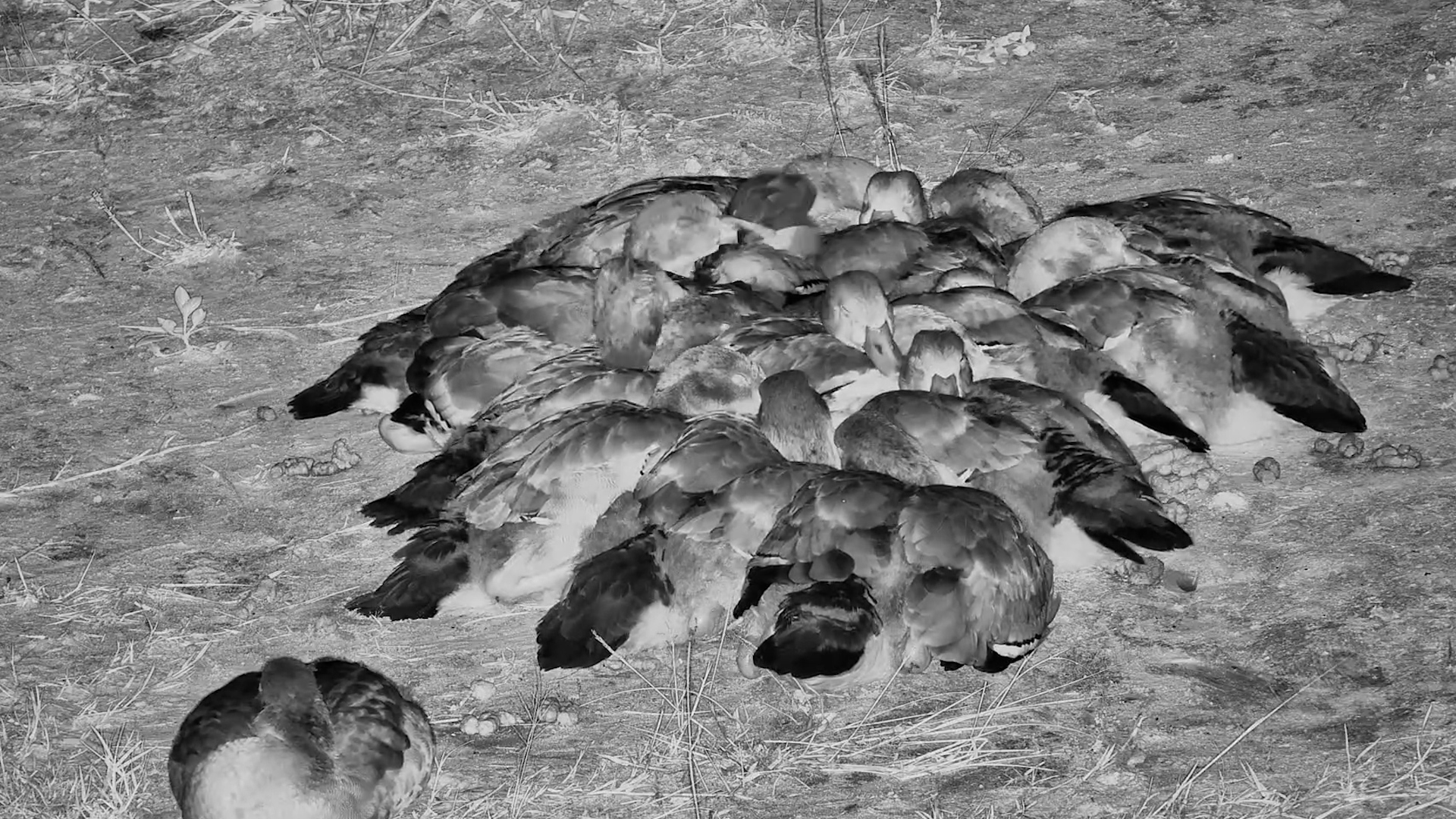 Egyptian Goose Family Snuggles Up