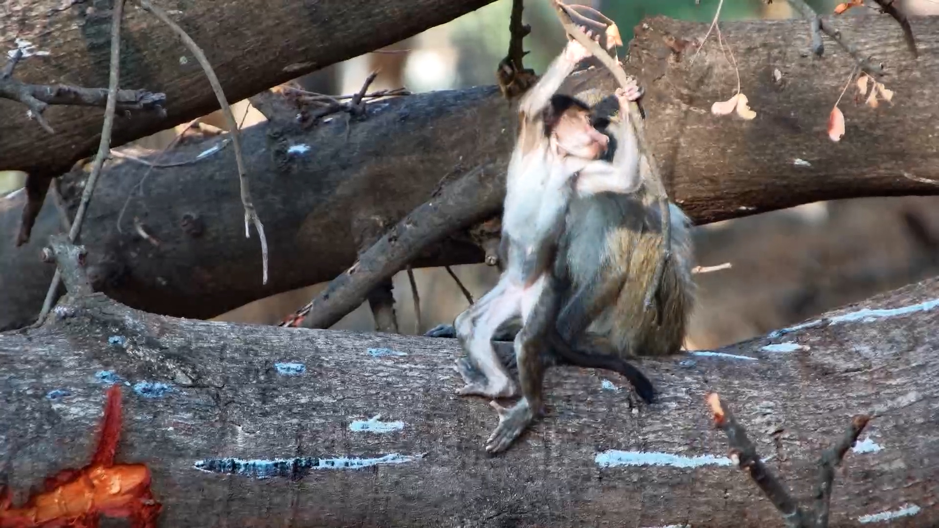 River Adventures: Playful Baboon Babies on the Banks