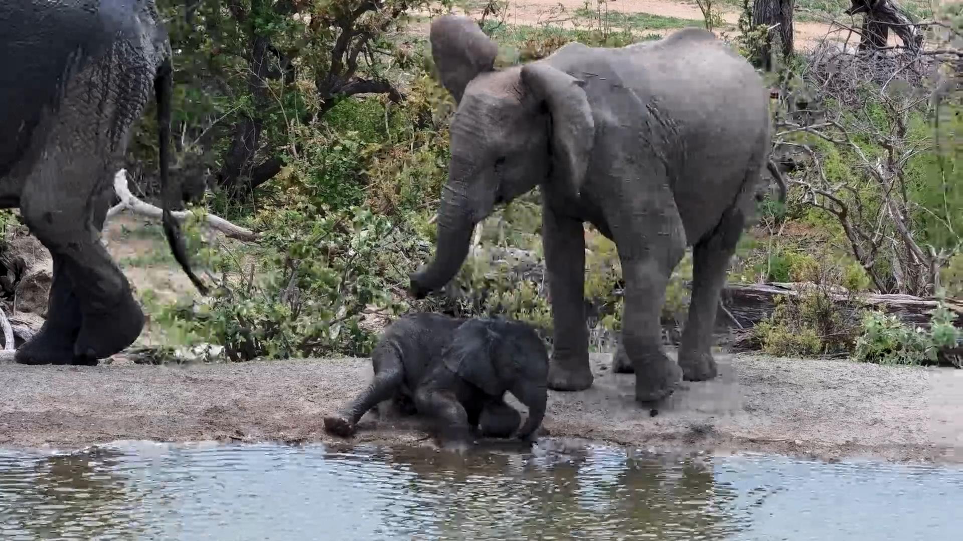 Mother Elephant and Calves Gather at Rosie’s Pan