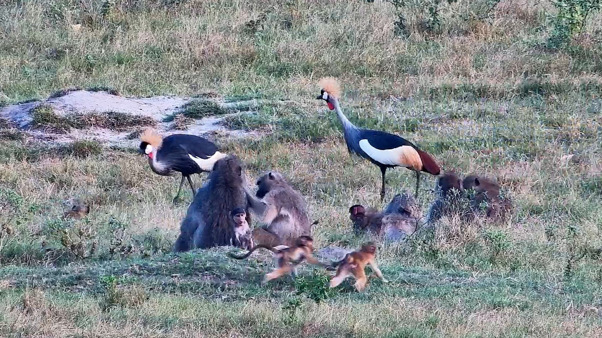 Too Cute for the Troop