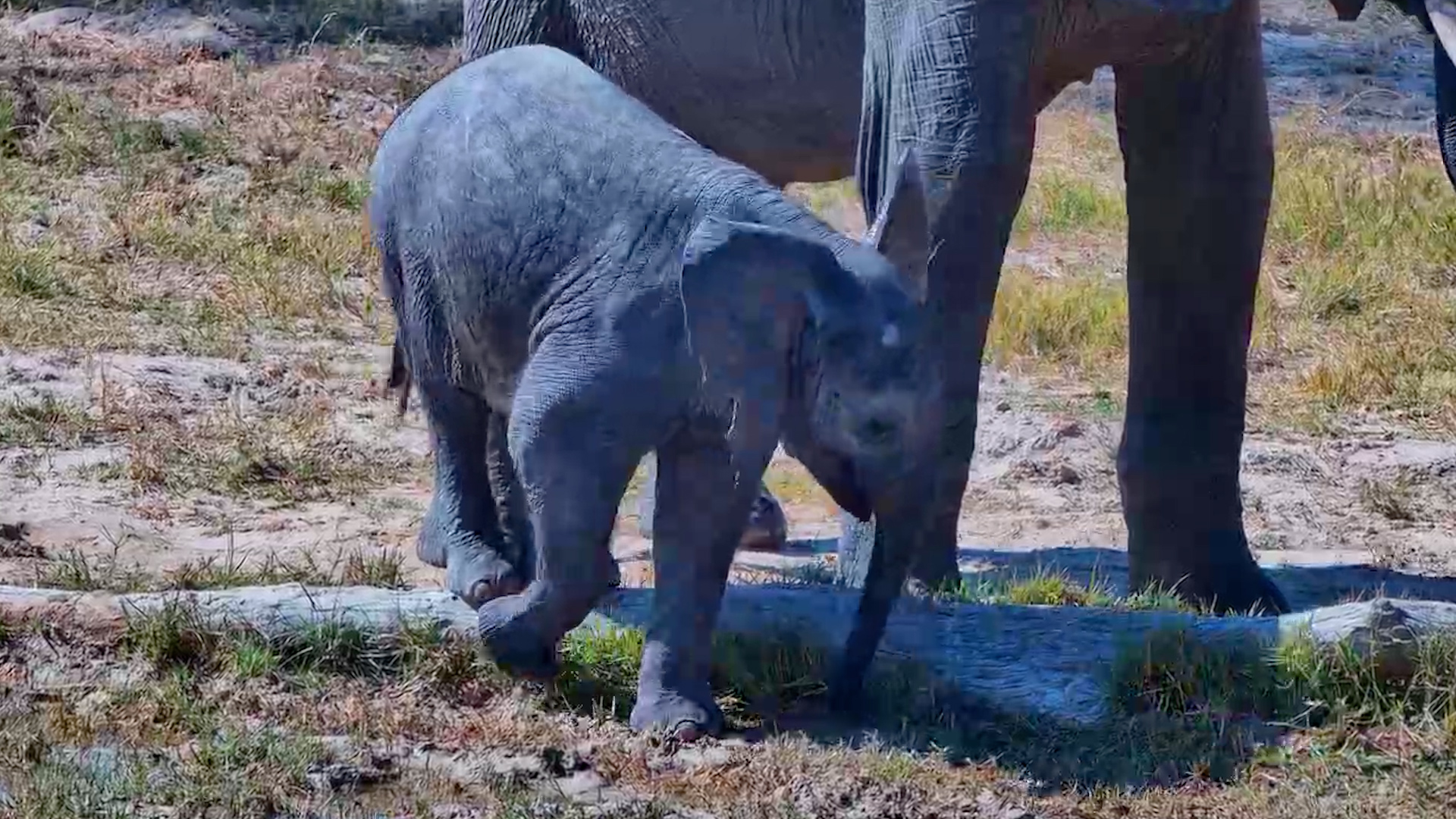 Baby Elephant Was Discovering Everything