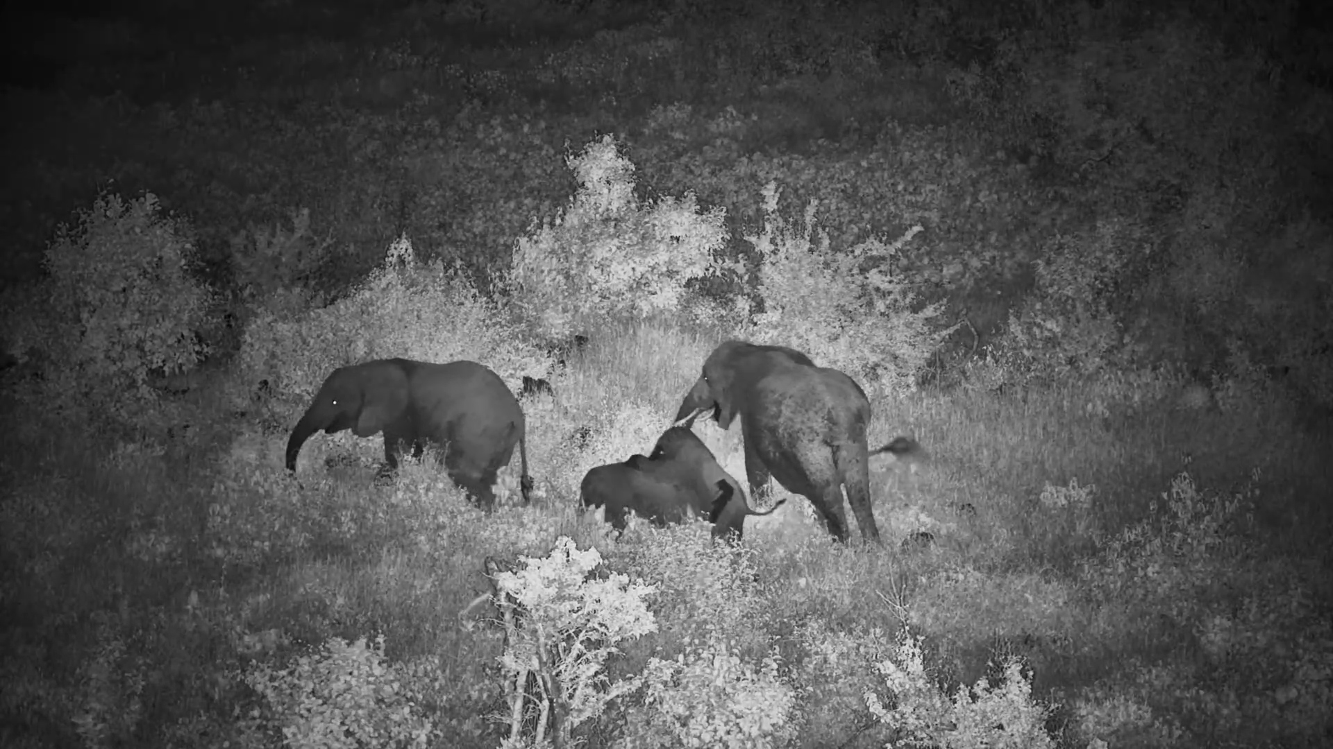 Elephants at Finch Hattons