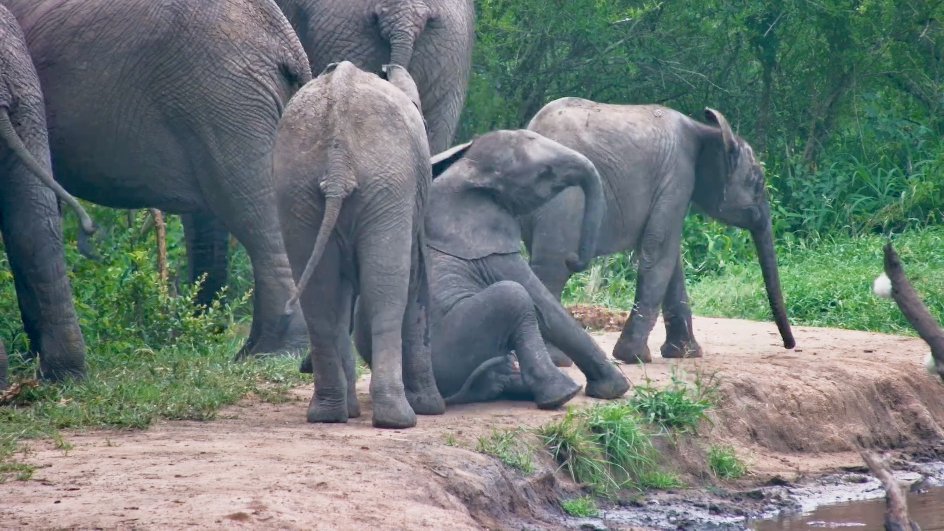 Little Elephants, Big Adventures