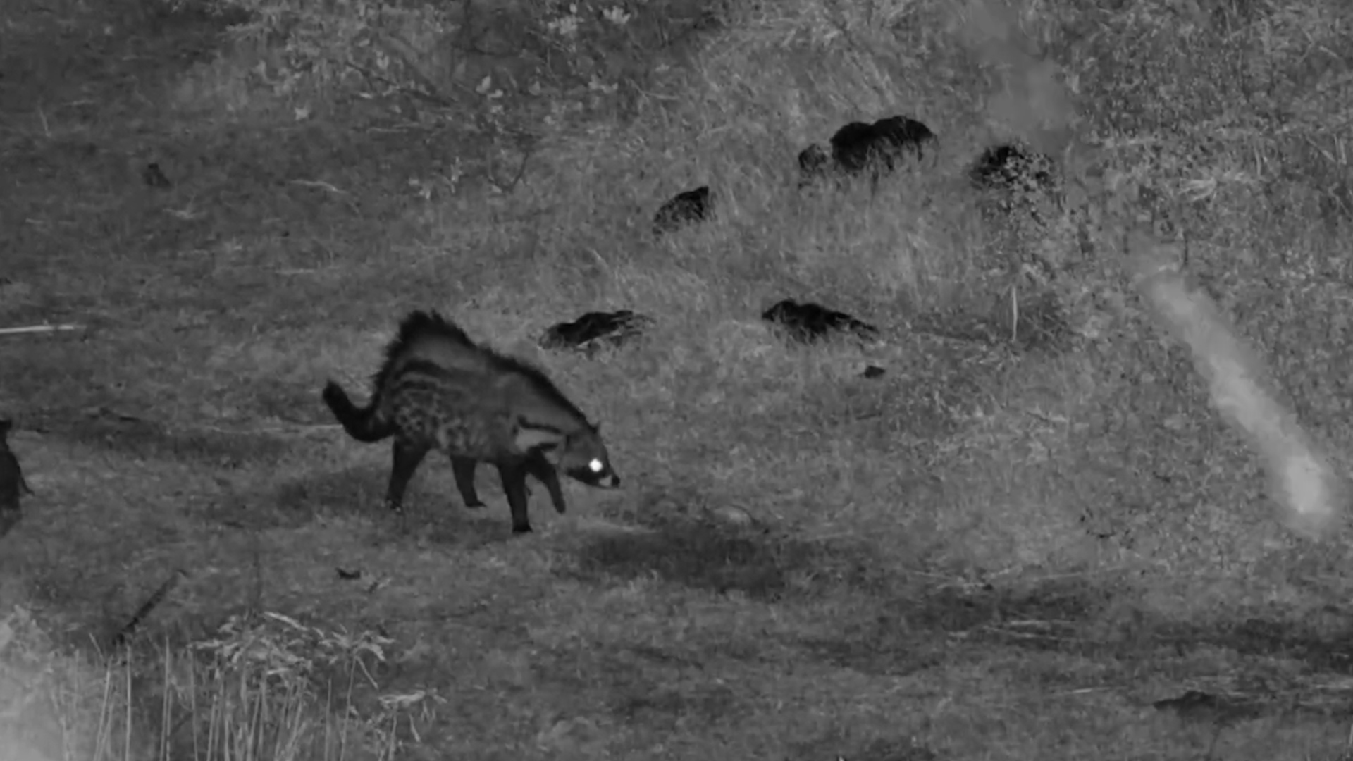 The Civet Was on a Mission