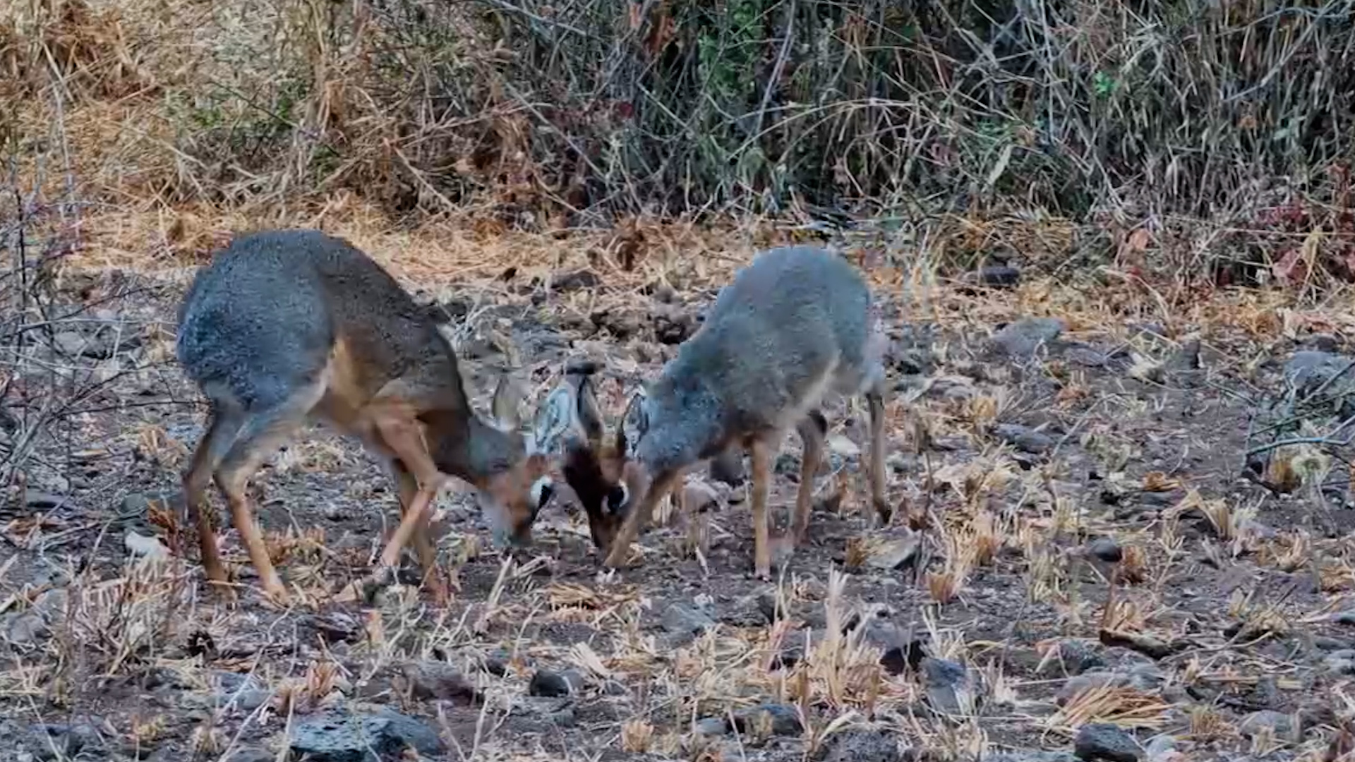 Tiny Dik-Dik Gets the ZOOMIES!