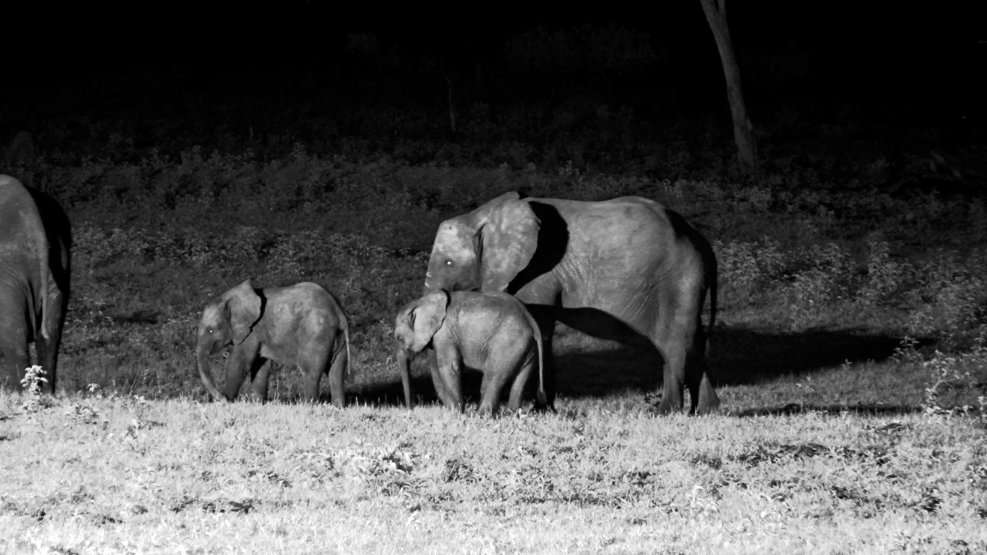 Playful Elephant Babies at Hwange