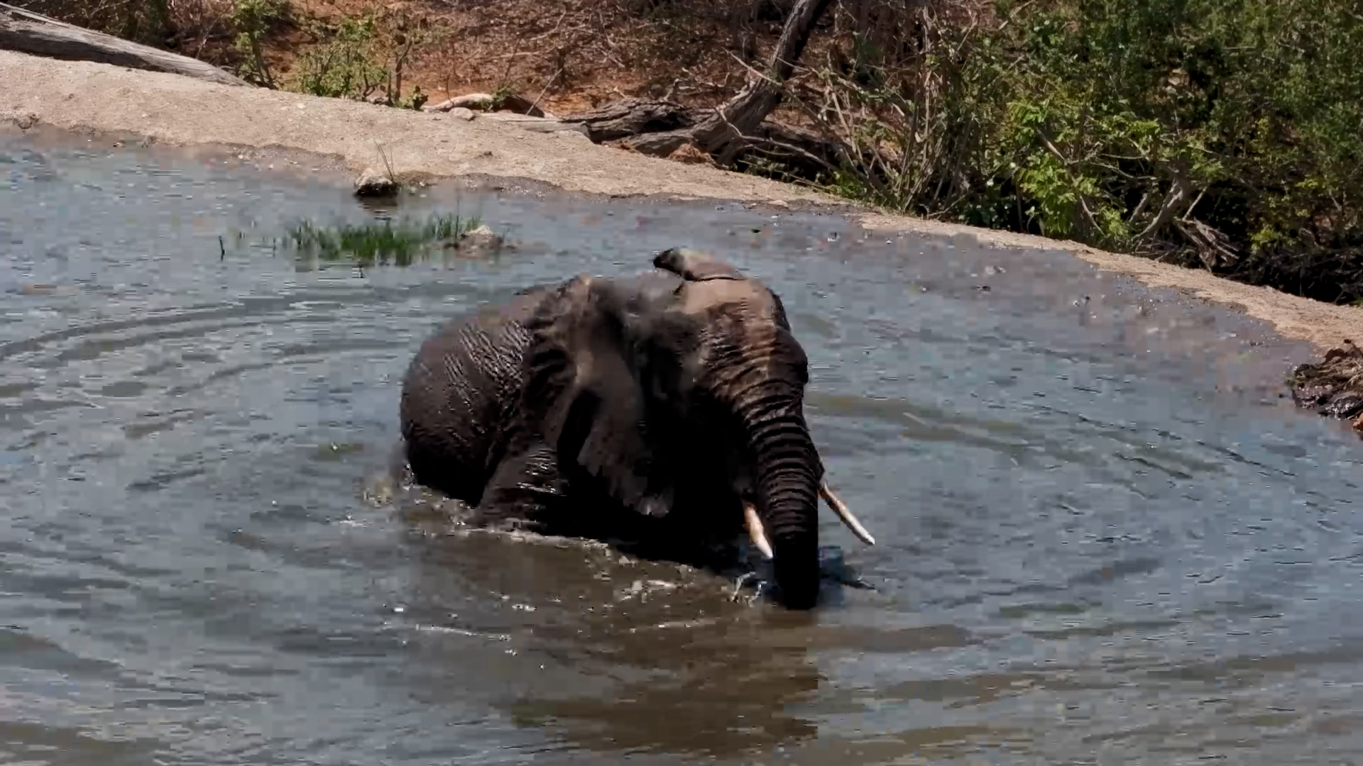 Solo Splash Session: Elephant Enjoys a Refreshing Dip