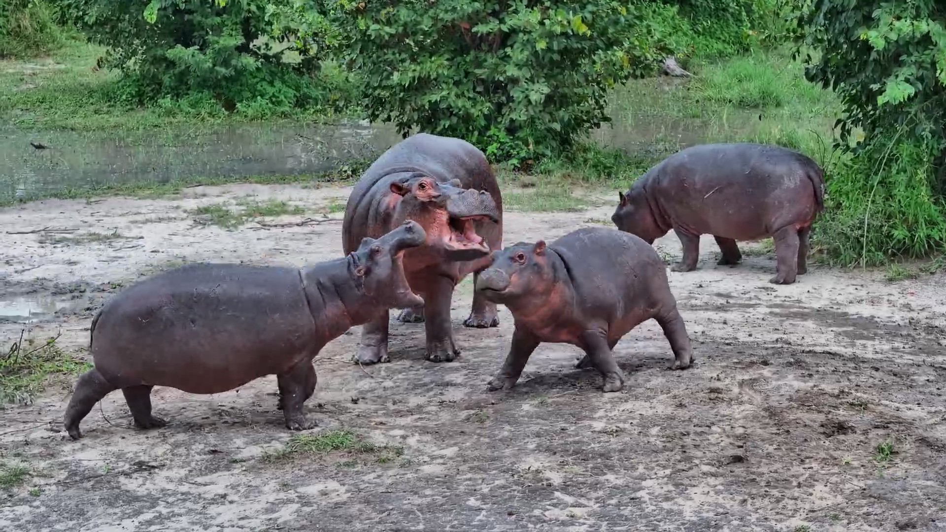 Afternoon Hippo Jaw-Off!