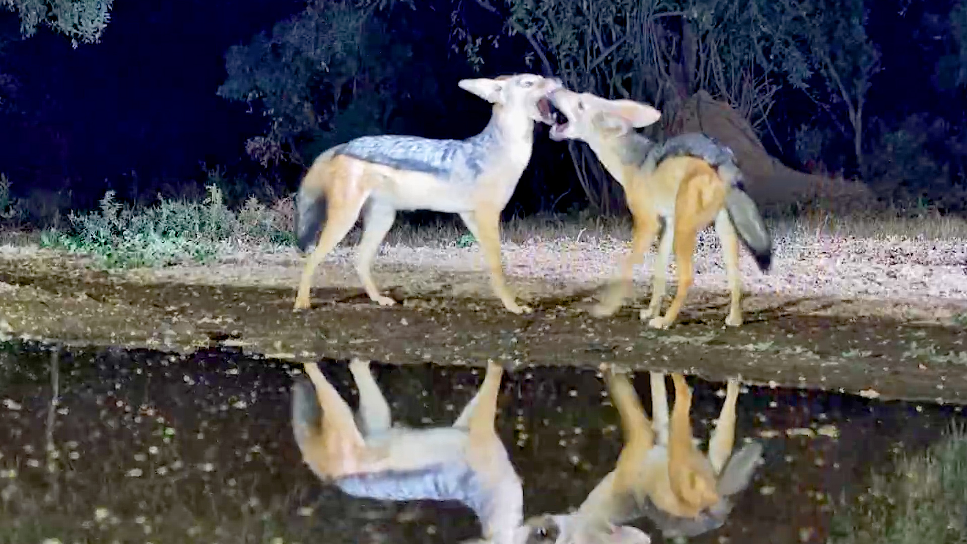 Young Jackals Can't Stop Playing