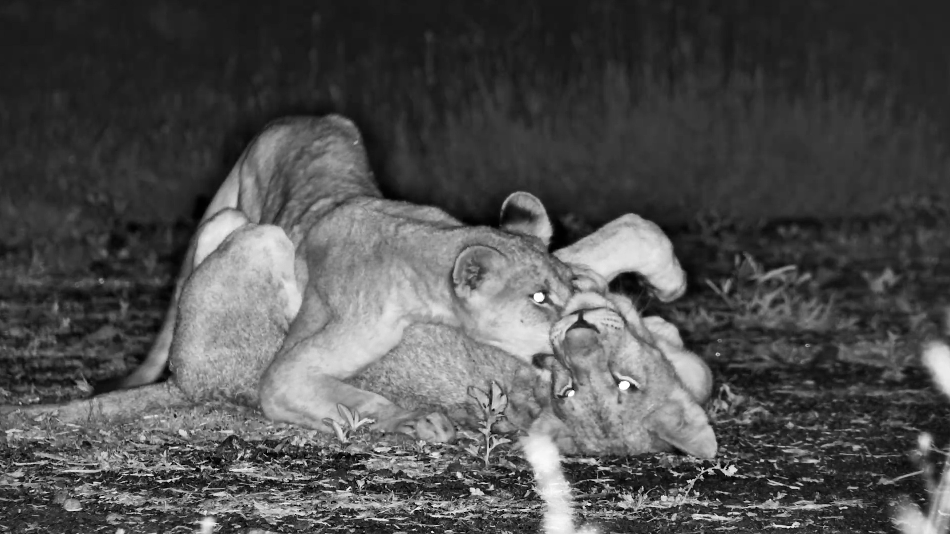 Lion Cubs at Play