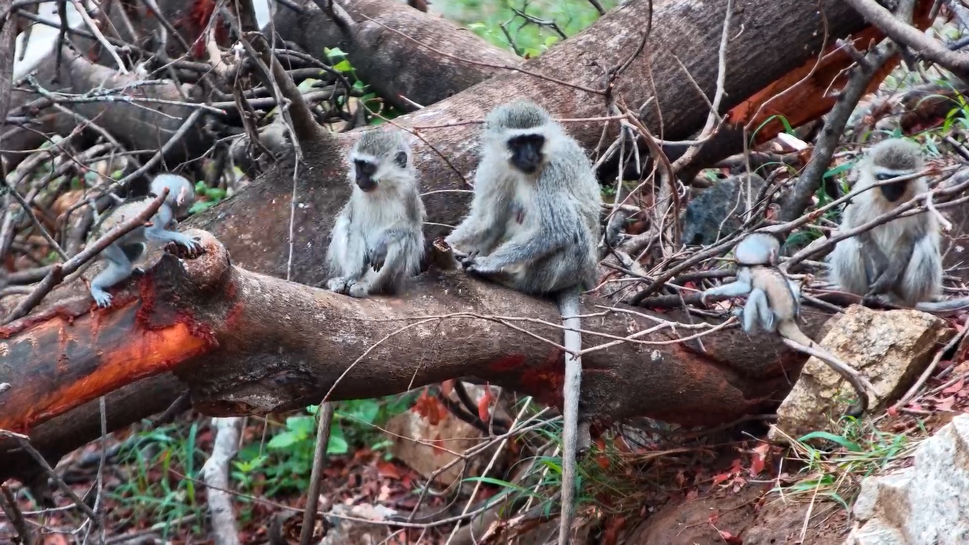 Vervet Troop with Tiny Infants at Olifants River